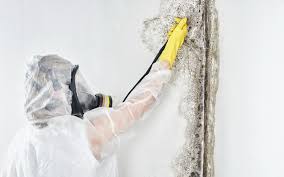 Best Forensic Mold Investigation in Wrightwood, CA